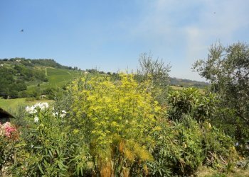 Foto 54 - Rustic Via San Marco di sotto, Cupramontana - photo 48