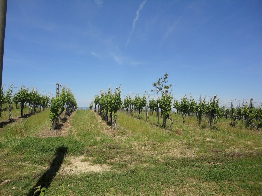 Foto 2 - Terreno agricolo Via Bacucco, Montecarotto - foto 2