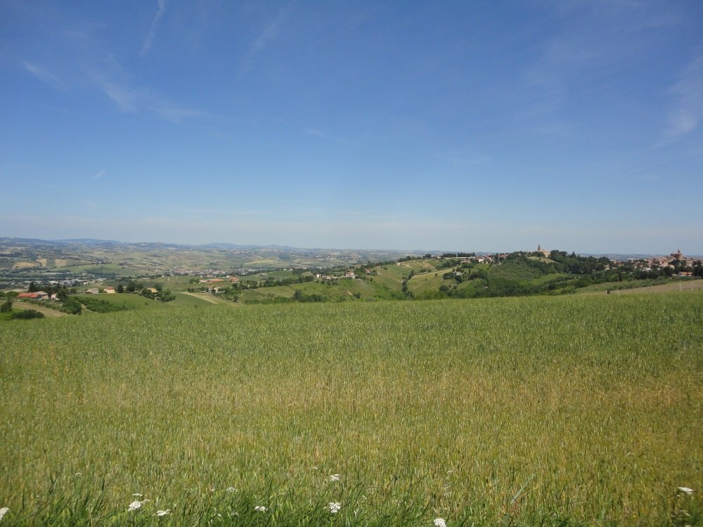 Foto 4 - Terreno agricolo Via Bacucco, Montecarotto - foto 3