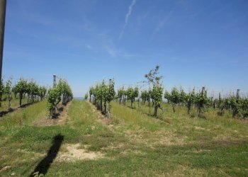 Foto 2 - Terreno agricolo Via Bacucco, Montecarotto - foto 2