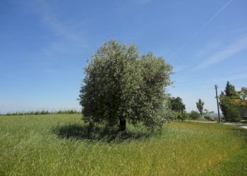 Foto 5 - Terreno agricolo Via Bacucco, Montecarotto - foto 4
