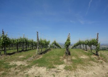 Foto 7 - Terreno agricolo Via Bacucco, Montecarotto - foto 6