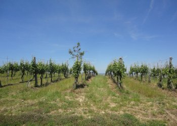 Foto 8 - Terreno agricolo Via Bacucco, Montecarotto - foto 7