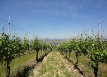 Foto 9 - Terreno agricolo Via Bacucco, Montecarotto - foto 8