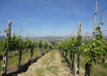 Foto 10 - Terreno agricolo Via Bacucco, Montecarotto - foto 9