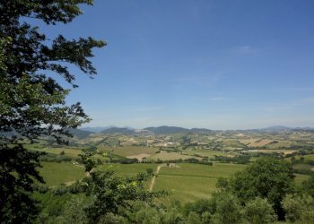 Foto 12 - Terreno agricolo Via Bacucco, Montecarotto - foto 11