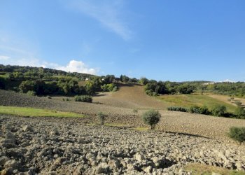 Foto 3 - Terreno agricolo Mummuiola, Cingoli - foto 3