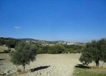 Foto 8 - Terreno agricolo Mummuiola, Cingoli - foto 8