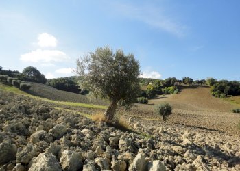 Foto 10 - Terreno agricolo Mummuiola, Cingoli - foto 10