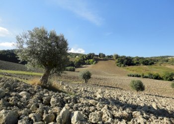 Foto 11 - Terreno agricolo Mummuiola, Cingoli - foto 11