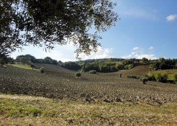 Foto 13 - Terreno agricolo Mummuiola, Cingoli - foto 13