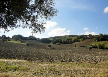 Foto 14 - Terreno agricolo Mummuiola, Cingoli - foto 14