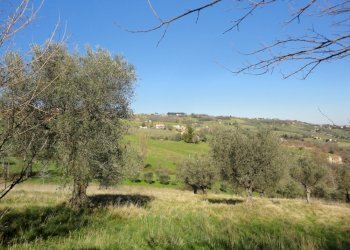 Foto 10 - Rustico Via Cese, Cupramontana - foto 4
