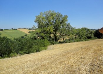 Foto 14 - Agricultural land Bagnatora, Jesi - photo 11