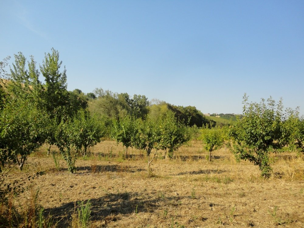 Foto 2 - Azienda agricola Via Serra, San Marcello - foto 2