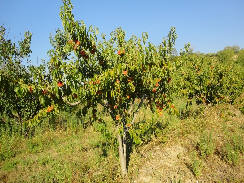Foto 3 - Azienda agricola Via Serra, San Marcello - foto 3