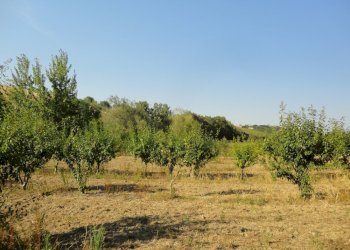 Foto 2 - Azienda agricola Via Serra, San Marcello - foto 2