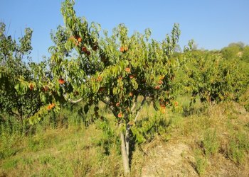 Foto 3 - Azienda agricola Via Serra, San Marcello - foto 3