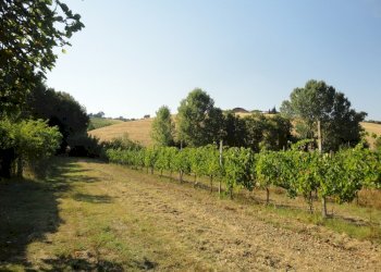 Foto 5 - Azienda agricola Via Serra, San Marcello - foto 5