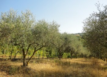 Foto 6 - Azienda agricola Via Serra, San Marcello - foto 6