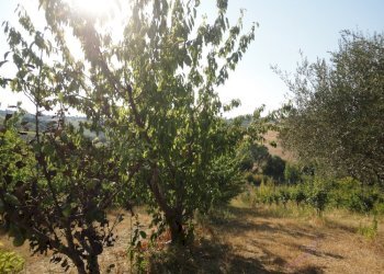 Foto 7 - Azienda agricola Via Serra, San Marcello - foto 7