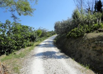 Strada - Azienda agricola Colle Ravara
 
27, Serra de' Conti - foto 3