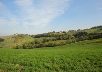 Foto 2 - Terreno agricolo Colle Ravara, Serra de' Conti - foto 2