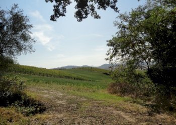 Foto 3 - Terreno agricolo Colle Ravara, Serra de' Conti - foto 3