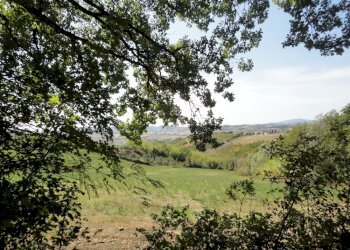 Foto 5 - Terreno agricolo Colle Ravara, Serra de' Conti - foto 5