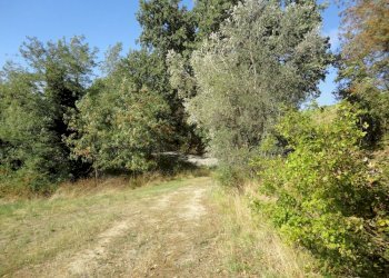 Foto 9 - Terreno agricolo Colle Ravara, Serra de' Conti - foto 9