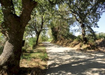 Foto 10 - Terreno agricolo Colle Ravara, Serra de' Conti - foto 10