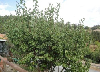 Foto 11 - Appartamento frazione prosano
 
86, Arcevia - foto 10