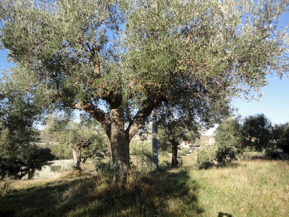 Foto 1 - Terreno edificabile villa Torre, Cingoli - foto 1