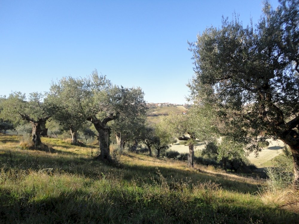 Foto 2 - Terreno edificabile villa Torre, Cingoli - foto 2