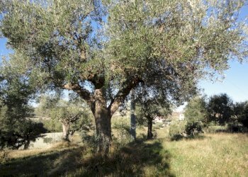 Foto 1 - Terreno edificabile villa Torre, Cingoli - foto 1