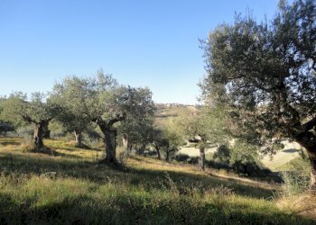 Foto 2 - Terreno edificabile villa Torre, Cingoli - foto 2