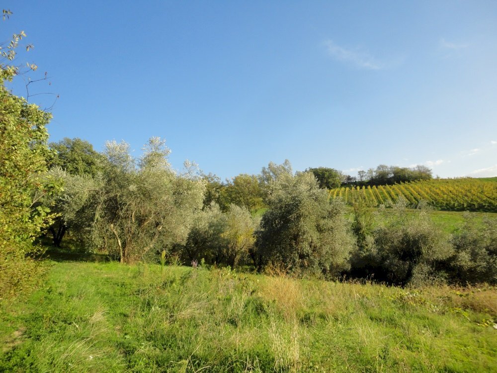 Foto 3 - Terreno edificabile colle ravara, Serra de' Conti - foto 2