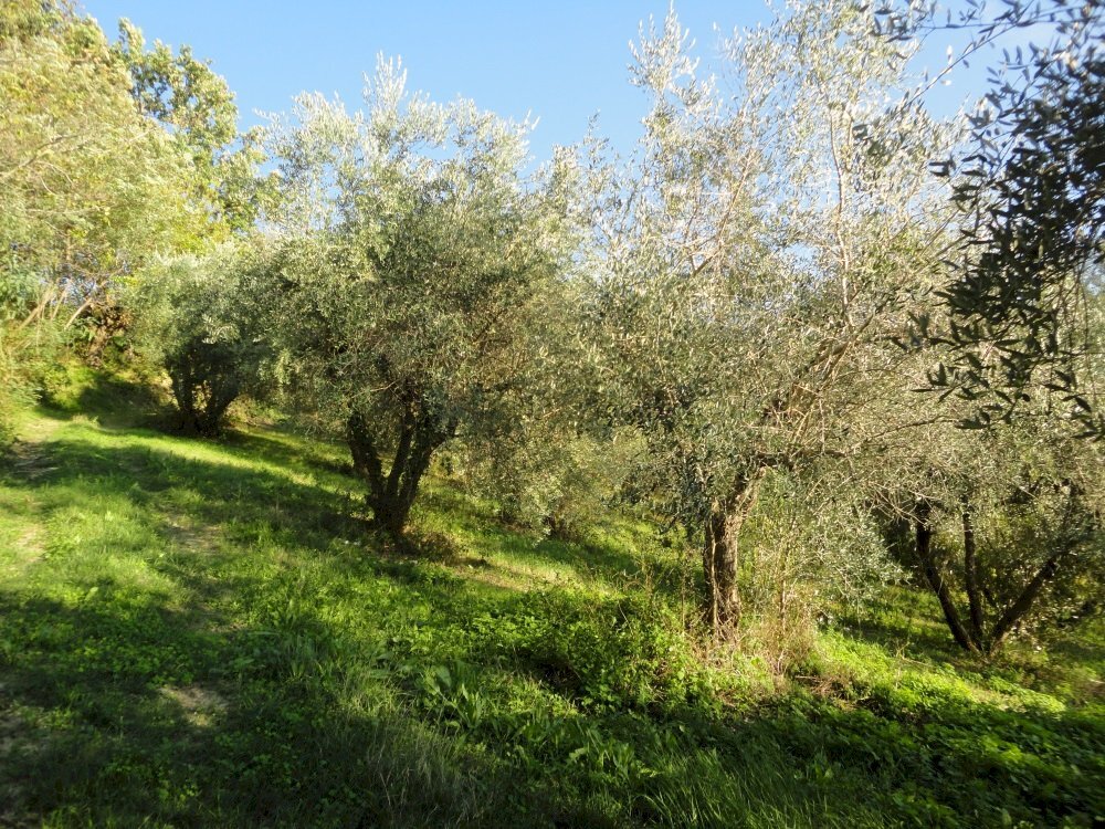 Foto 4 - Terreno edificabile colle ravara, Serra de' Conti - foto 3