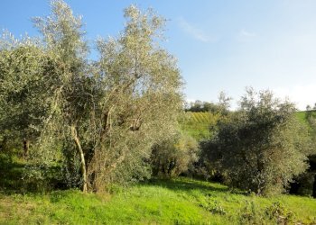 Foto 1 - Terreno edificabile colle ravara, Serra de' Conti - foto 1