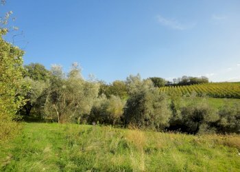 Foto 3 - Terreno edificabile colle ravara, Serra de' Conti - foto 2