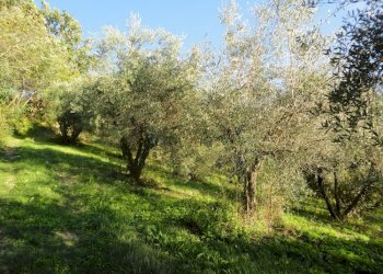 Foto 4 - Terreno edificabile colle ravara, Serra de' Conti - foto 3