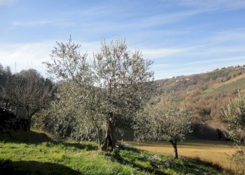 Foto 2 - Rustic contrada Balciana
 
6, Poggio San Marcello - photo 2