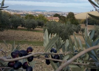 vista dal terreno - Rustico contrada fonte janni, Montelupone - foto 8
