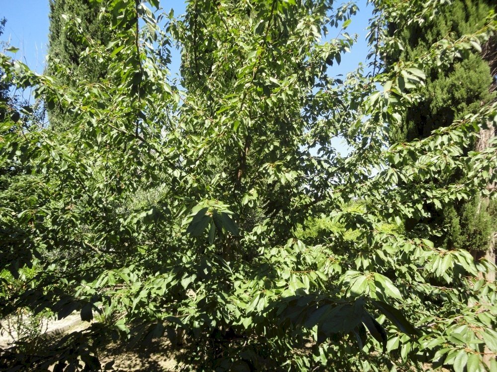 Foto 3 - Villa contrada san lorenzo, Montecarotto - foto 3