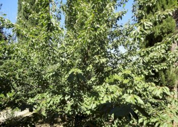 Foto 3 - Villa contrada san lorenzo, Montecarotto - foto 3