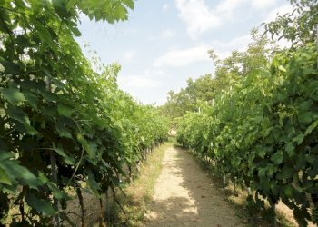 Foto 13 - Villa via Budasse
 
11, Belvedere Ostrense - foto 13