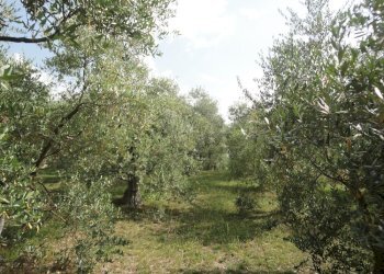 Foto 14 - Villa via Budasse
 
11, Belvedere Ostrense - foto 14