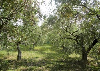 Foto 15 - Villa via Budasse
 
11, Belvedere Ostrense - foto 15