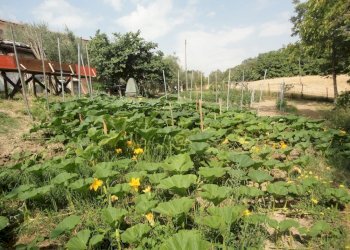 Foto 17 - Villa via Budasse
 
11, Belvedere Ostrense - foto 17