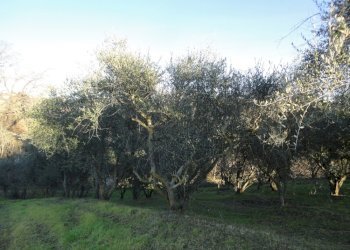 Foto 13 - Rustico via melano, San Marcello - foto 8